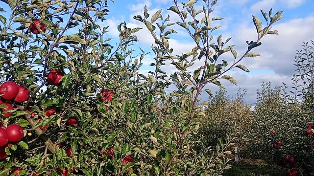 red apple tree in the garden and blue sky