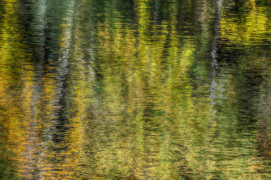 autumn trees reflected in the forest river