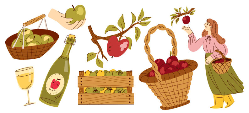 Autumn Apple Harvest and Cider Making Illustration Collection with Woman Picking Fruit, Apple Baskets, Wooden Crates, Branches, Bottle and Glass for Farm Branding and Seasonal Packaging
