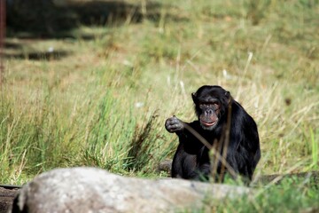 singe © schoefolt