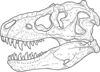 Vector Line Art of Tyrannosaurus Rex Dinosaur Skull Fossil Bone Anatomy. © Mina Begum