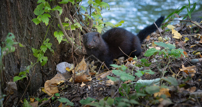 Wild American mink prowling along autumn riverbank in search of prey near water