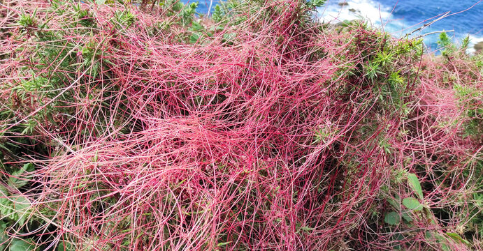 Tangled web of bright red parasitic dodder Cuscuta epithymum stems strangling wild gorse bush above sea. Parasitic plant biology and botanical curiosity.