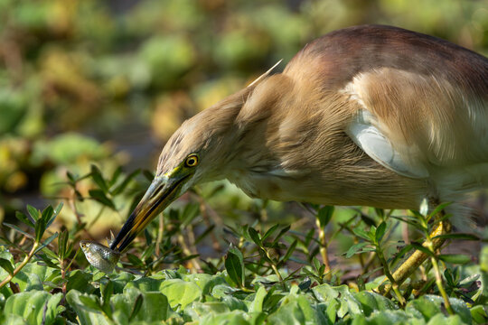 Indian Pond Heron catching a fish in shallow water, showcasing its natural hunting behavior and feeding activity in its wetland habitat.