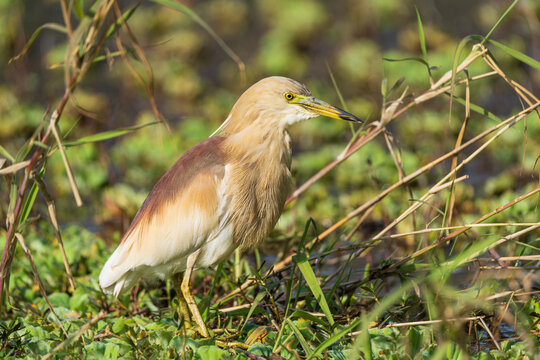 Indian Pond Heron patiently waiting for prey in shallow water, displaying its natural hunting behavior in a wetland habitat.