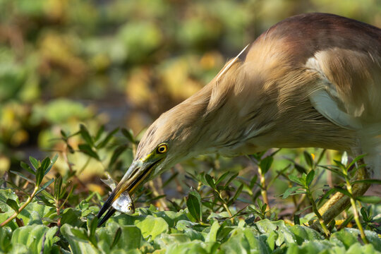 Indian Pond Heron catching a fish in shallow water, showcasing its natural hunting behavior and feeding activity in its wetland habitat.