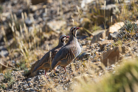 Chukar partridge in its natural habitat, captured in a close-up shot highlighting its distinctive black-and-white facial markings, reddish bill, and beautifully patterned plumage.