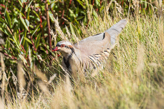 Chukar partridge in its natural habitat, captured in a close-up shot highlighting its distinctive black-and-white facial markings, reddish bill, and beautifully patterned plumage.