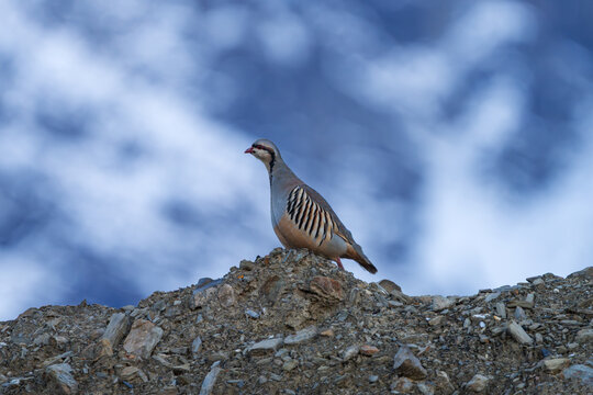 Chukar partridge in its natural habitat, captured in a close-up shot highlighting its distinctive black-and-white facial markings, reddish bill, and beautifully patterned plumage.