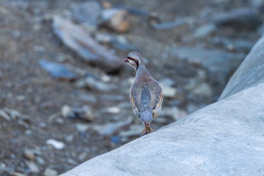 Chukar partridge in its natural habitat, captured in a close-up shot highlighting its distinctive black-and-white facial markings, reddish bill, and beautifully patterned plumage.