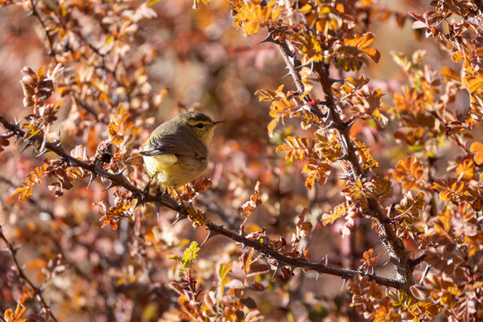 Tickell's Leaf Warbler in its natural habitat, showcasing its delicate features and distinctive plumage in the wild.
