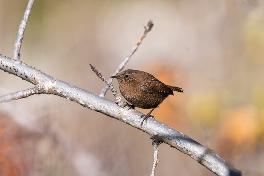 Eurasian Wren perching in its natural habitat, captured in a close-up shot highlighting its intricate plumage, compact body, and distinctive features.