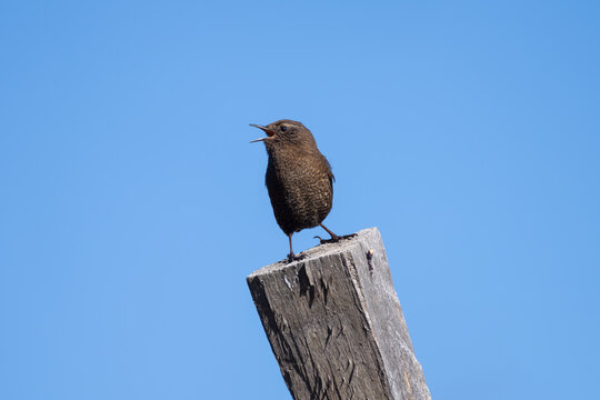 Eurasian Wren perching in its natural habitat, captured in a close-up shot highlighting its intricate plumage, compact body, and distinctive features.
