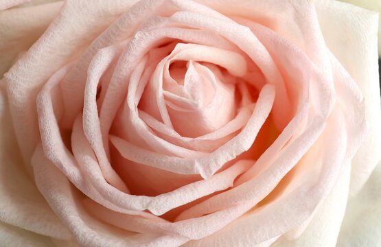 Close-up of a pink flower. A beautiful pink rose, close-up.