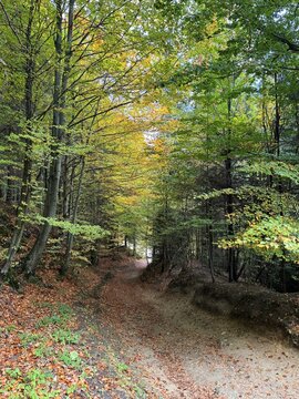 A journey along a forest trail in the heart of nature. A picturesque hiking trail. Traveling through the woods. A path in the forest. A forest route for hiking. A woodland trail winding through green 