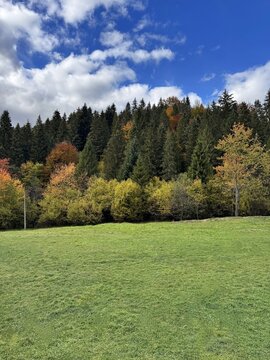 Landscape of grassy meadows and forest trees with a cloudy blue sky. Field with fence and beautiful greenery outdoors. View of remote grassland in the countryside