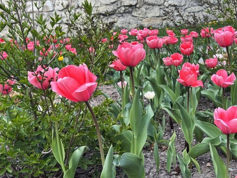 Pink tulips in the park, closeup
