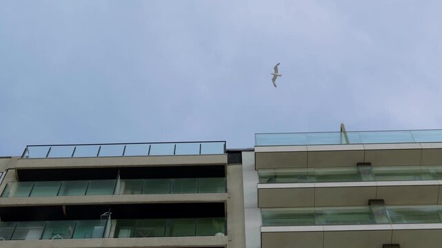Seagull flying above modern apartment buildings with glass balconies slow motion a bird soars through the air