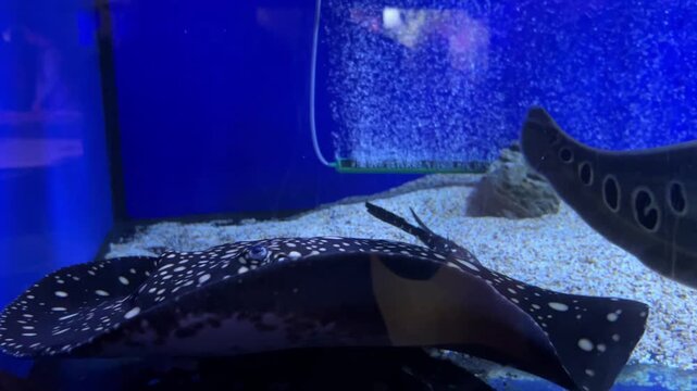 Stingrays swimming gracefully in a blue aquarium background with gravel and rocks