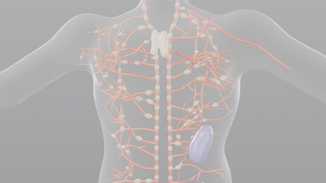 Human lymphatic system with lymph nodes, thymus and spleen in transparent body