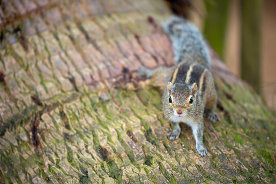 Chipmunk against the backdrop of tropical nature. Chipmunk close-up, running along tree branches.