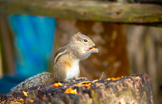 Chipmunk against the backdrop of tropical nature. Chipmunk close-up, running along tree branches.