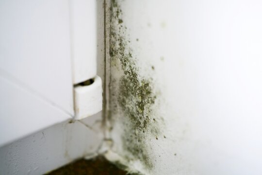Wet wall showing early signs of mold infestation indoors