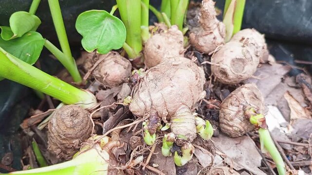 Turmeric rhizome (*Curcuma longa*), used as a culinary spice, is often employed as a traditional herbal remedy due to the health benefits derived from its anti-inflammatory and antioxidant properties.