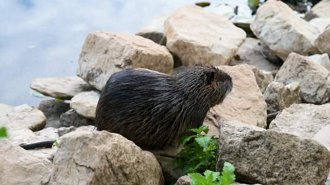 Nutria river rat is grooming itself at the lake, coypu herbivorous, semiaquatic rodent, Myocastoridae at water pond, wildlife animal, habitat wetland