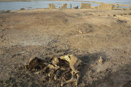 Animal carcass lying on the dry riverbank with stacks of mud bricks in the background, Mopti Region, Djenne, Mali