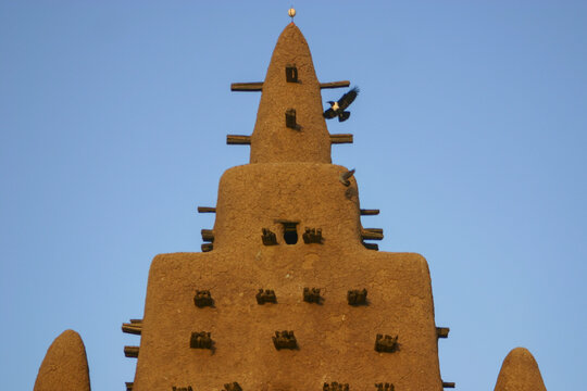 Crow landing on the wooden beams of a minaret of the Great Mosque, Mopti Region, Djenne, Mali