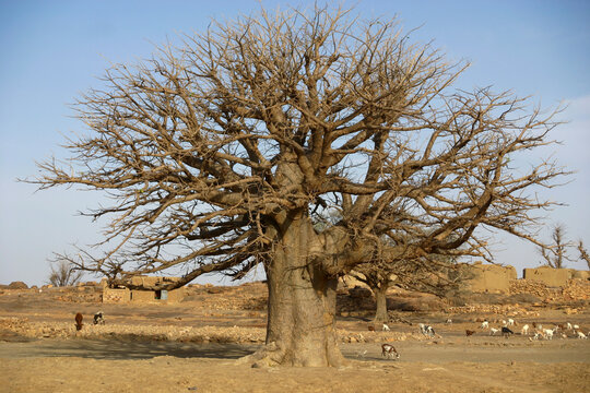 Large baobab tree with goats grazing on a dry plain near a village, Mopti Region, Bandiagara, Mali