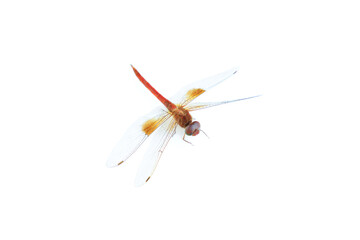 Red dragonfly isolated on white background, Close up of Dragonfly insect © voranat