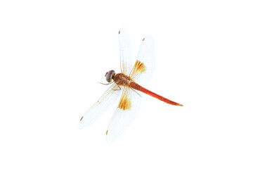 Red dragonfly isolated on white background, Close up of Dragonfly insect © voranat
