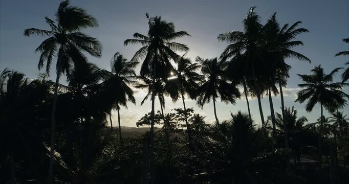 Backlit coconut palm grove fills the view with slender trunks and windblown crowns as the sun appears between dark fronds and distant hills emerge behind the trees while the drone view widens