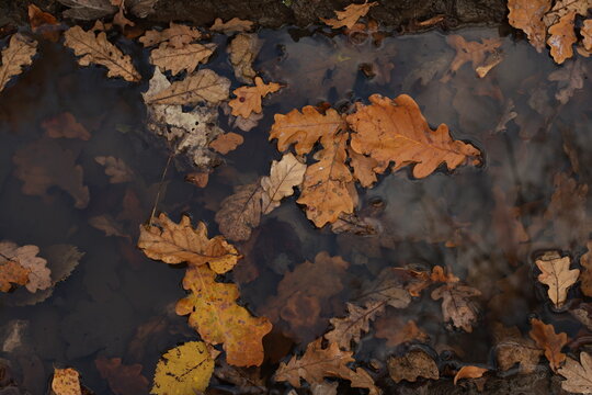 Autumn oak foliage in a shallow woodland puddle
