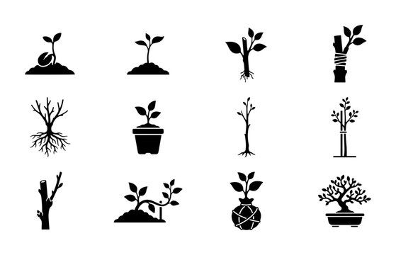 Plant growth stages silhouettes set with seedling, sapling, tree and bonsai for nature logo
