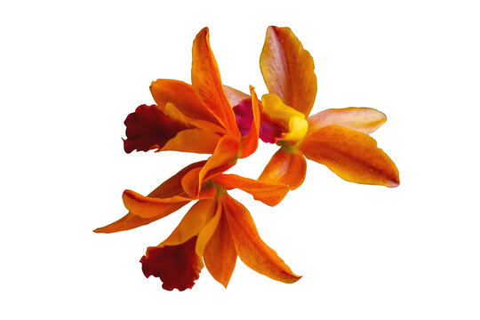 Orchid orange color isolated on white