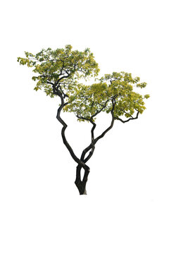  tree isolated on white