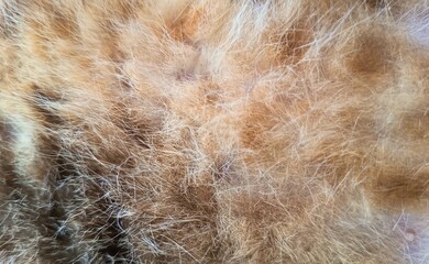 Soft Fluffy Ginger and White Cat Fur Texture © Untung