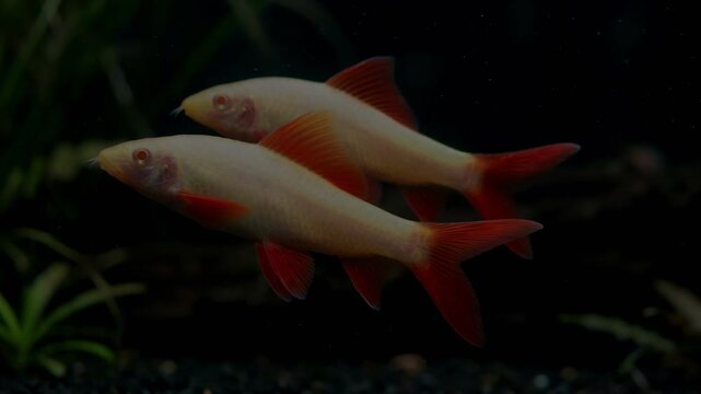 two albino rainbow sharks close up underwater in tropical aquarium video
