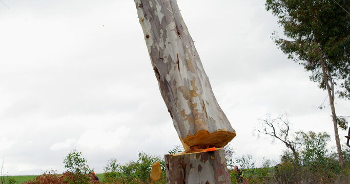 A large tree trunk is being lifted against a cloudy sky backdrop, with copy space
