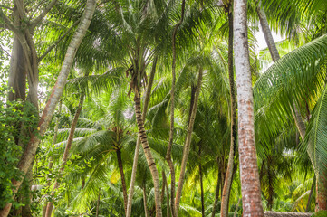 Low angle upward view of tall coconut palm trees and dense tropical jungle forest canopy against bright sunny daytime sky © Celt Studio