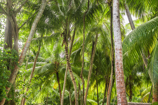 Low angle upward view of tall coconut palm trees and dense tropical jungle forest canopy against bright sunny daytime sky