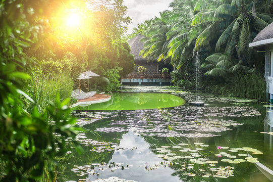 Tropical resort garden featuring water lily pond with fountain lounge chairs and thatched pavilion surrounded by lush green palm trees