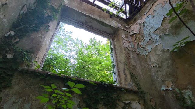 Abandoned building interior with a broken window and peeling plaster, ivy and green foliage reclaiming a decaying ruin beneath a damaged roof, symbolizing nature's return
