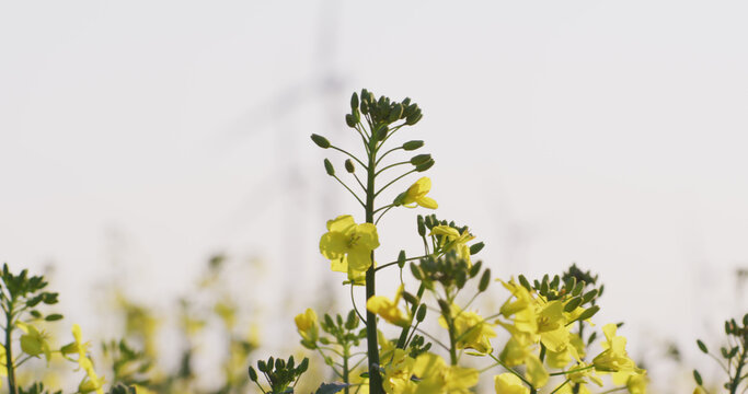 General view of yellow meadow flowers blowing with wind turbines in background