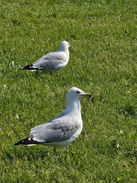 seagull on the beach. seagull on the grass