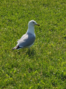 black headed gull. seagull on the beach