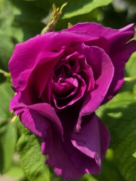pink rose on a green background